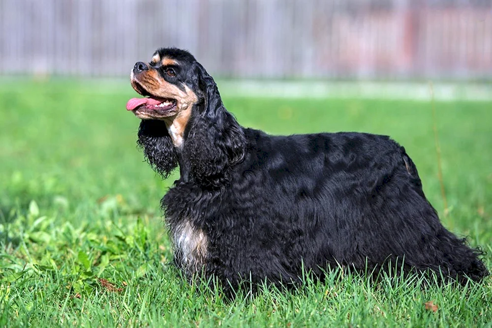 Amerikanischer Cocker spaniel schwarz