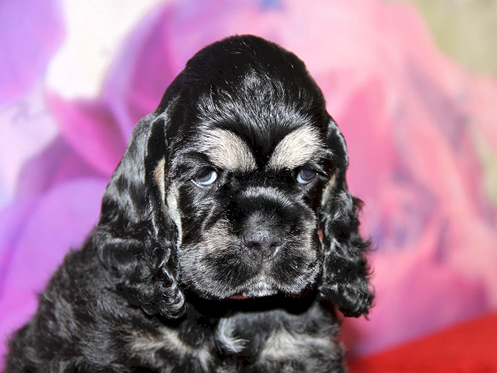 Amerikanischer Cocker spaniel schwarz Cocker Spaniel Amerikanischer Cocker Spaniel weiß Zwerg Cocker Spaniel Amerikanischer Cocker Spaniel Amerikanischer Cocker Spaniel schwarz Amerikanischer Cocker Spaniel schwarz Amerikanischer Cocker Spaniel Amerikanischer Cocker Spaniel Amerikanischer Cocker Spaniel Englischer Cocker Spaniel amerikanischer Cocker spaniel schwarz amerikanischer Cocker spaniel schwarz amerikanischer Cocker spaniel schwarz amerikanischer Cocker spaniel englischer Cocker spaniel schwarz amerikanischer Cocker spaniel schwarzer Cocker spaniel amerikanischer Cocker spaniel schwarzer Cocker spaniel schwarzer Cocker spaniel spaniel schwarz