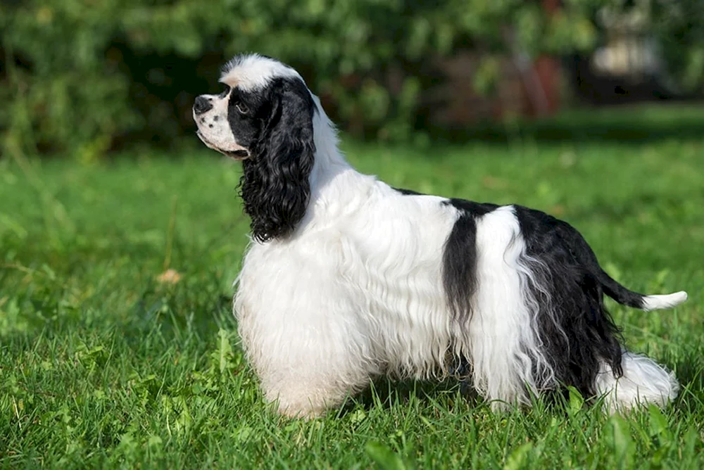 Amerikanischer Cocker Spaniel