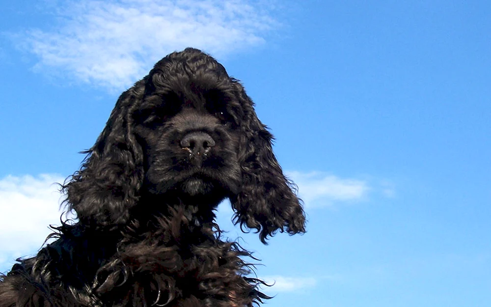 Amerikanischer Cocker Spaniel schwarz