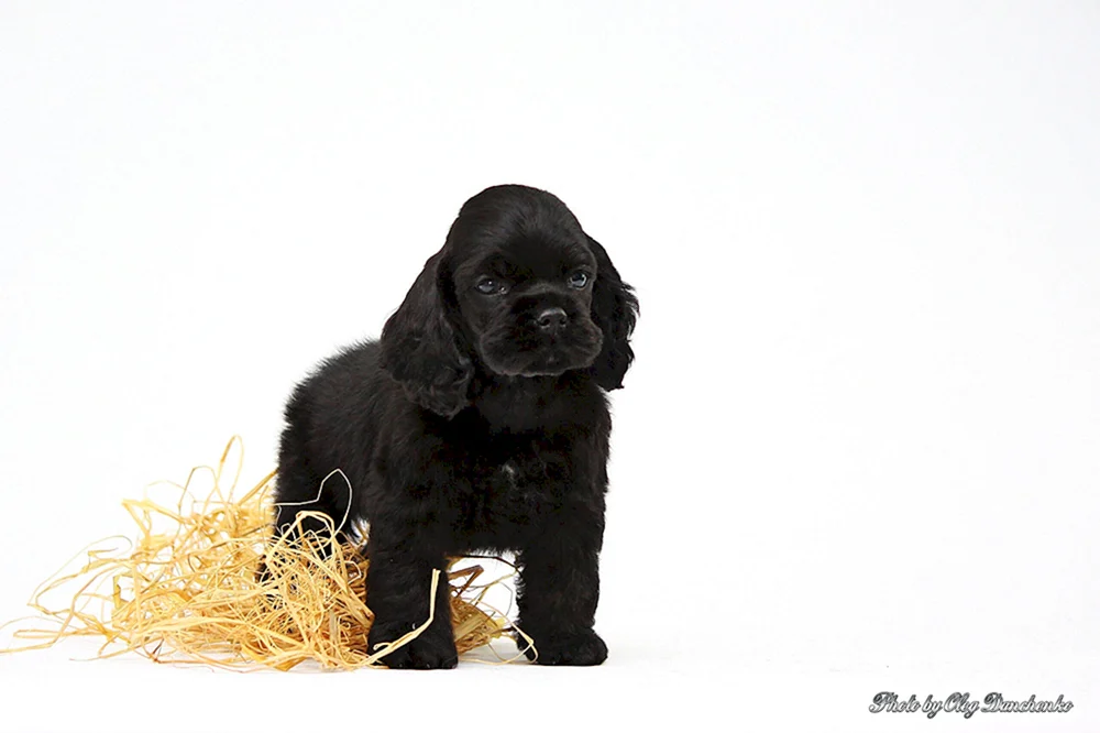 Cocker Spaniel schwarz