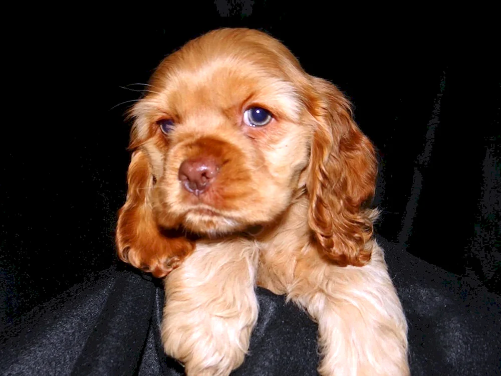 Amerikanischer Cocker spaniel