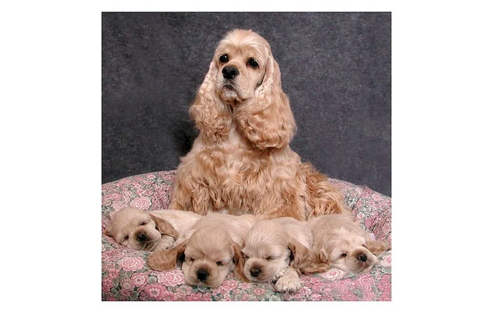 Cocker spaniel. spaniel