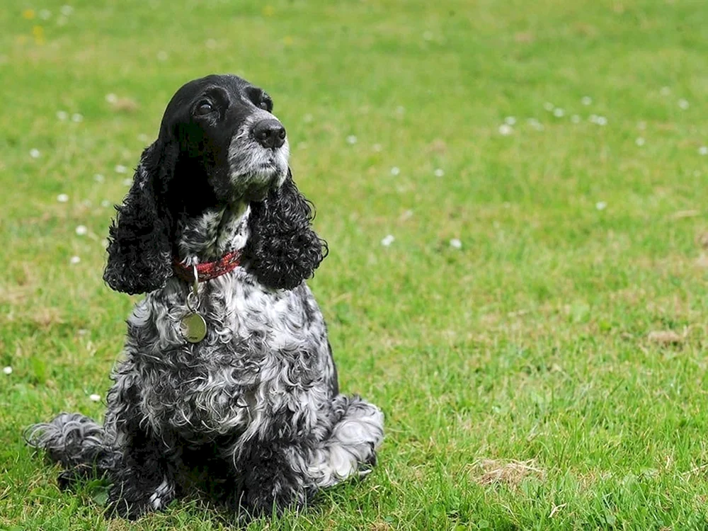 Amerikanischer Cockerspaniel