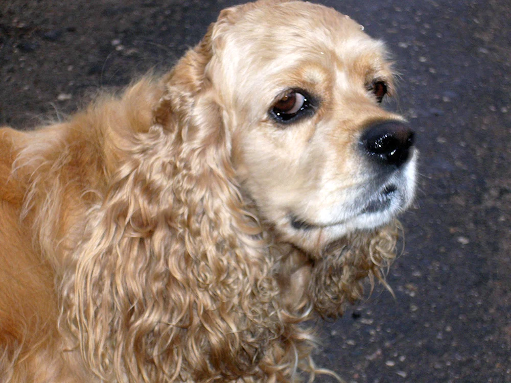Amerikanischer Cocker Spaniel