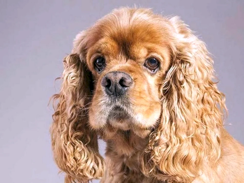 Amerikanischer Cocker spaniel