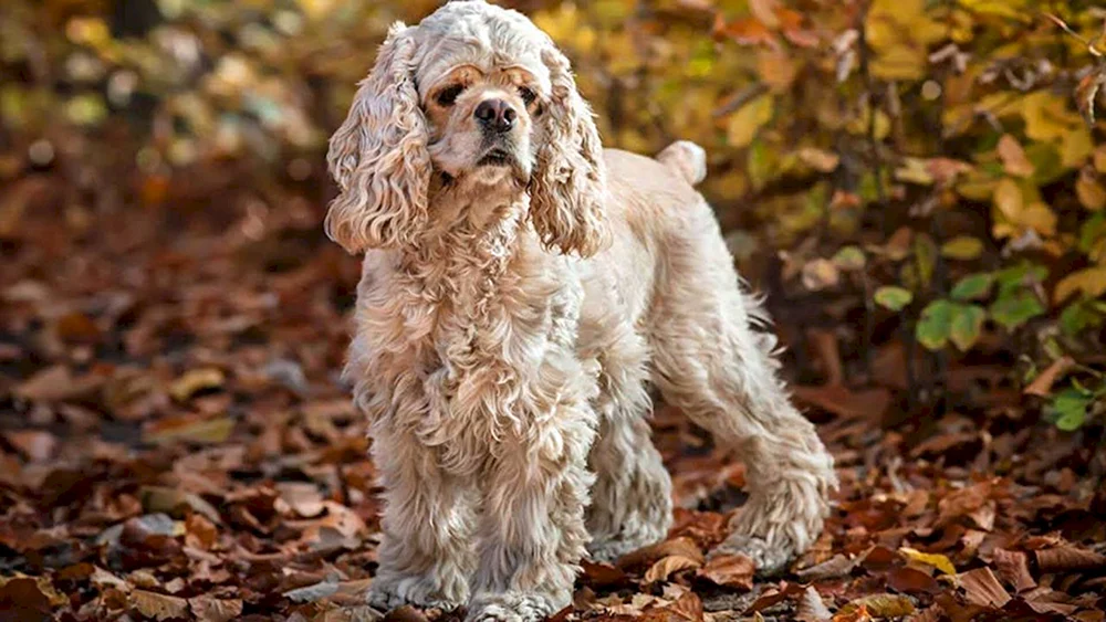 American Cocker Spaniel