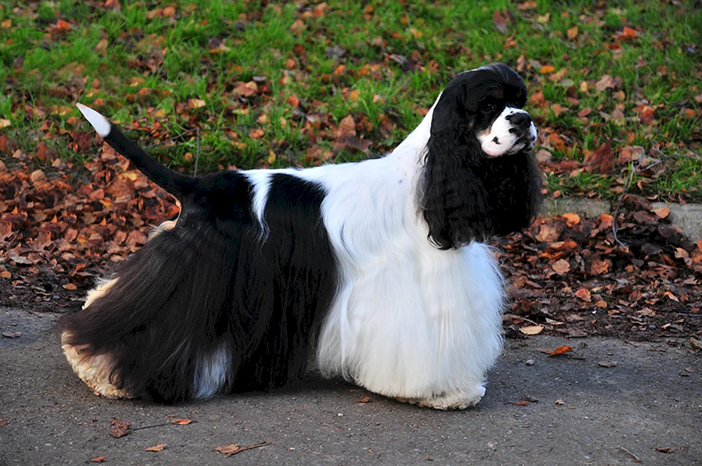 Amerikanischer Cocker Spaniel