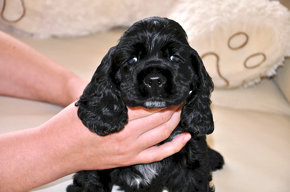 Amerikanischer Cocker spaniel schwarz