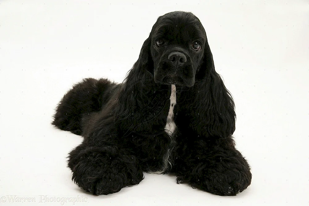 Amerikanischer Cocker spaniel schwarz