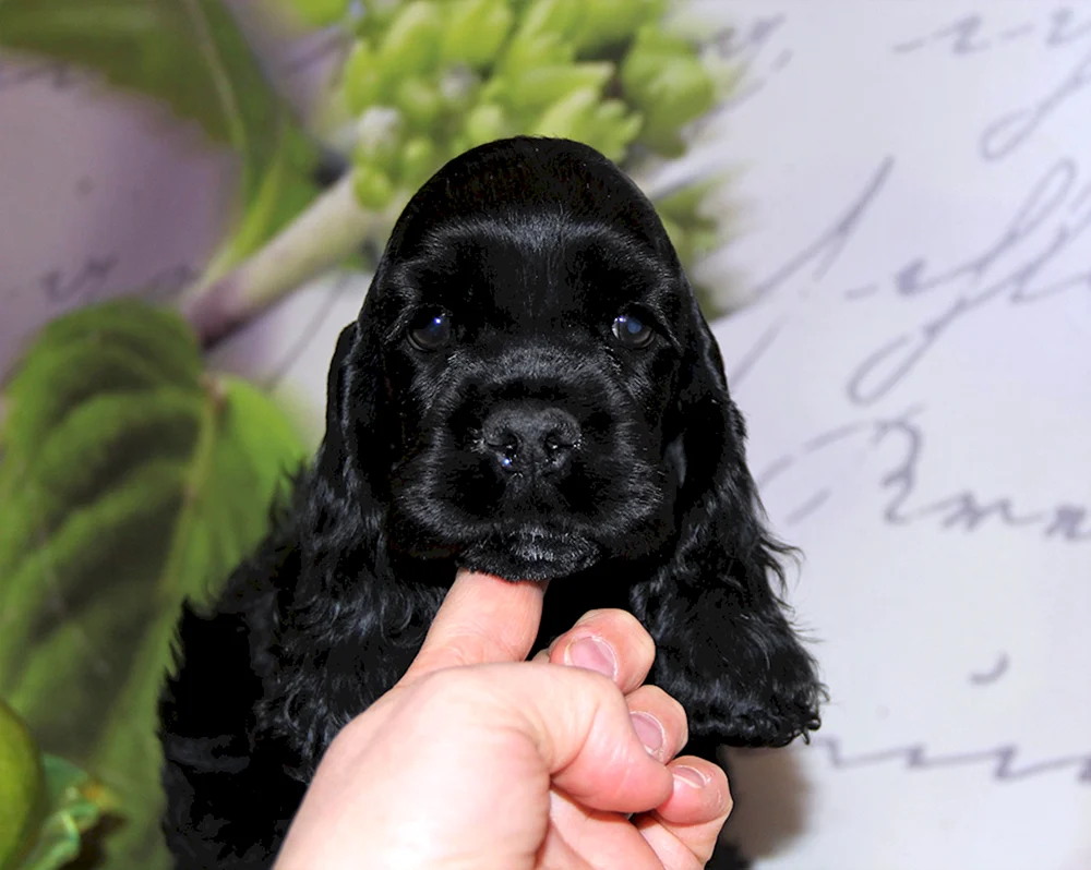 Amerikanischer Cocker spaniel schwarz