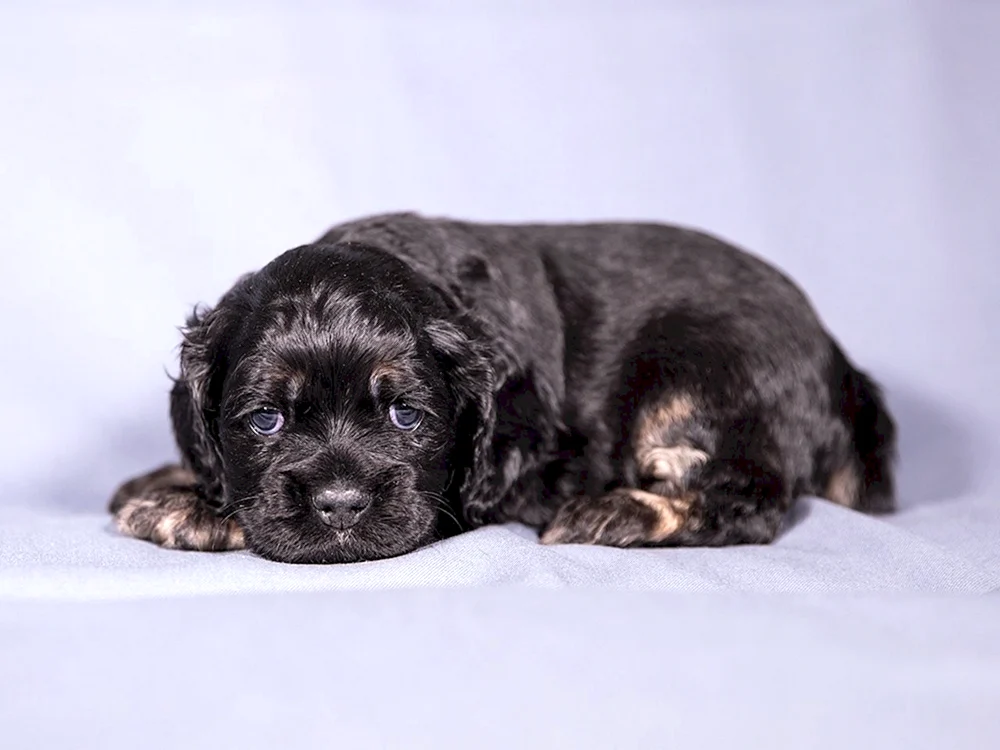 Amerikanischer Cocker Spaniel schwarz mit Unterwolle