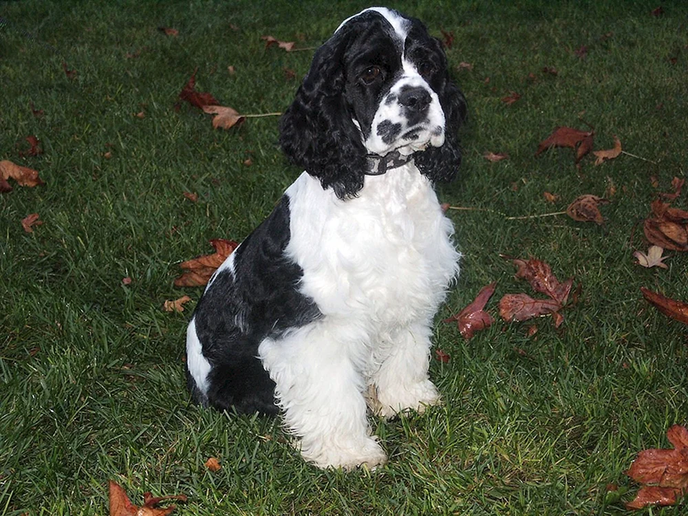 Amerikanischer Cocker Spaniel schwarz