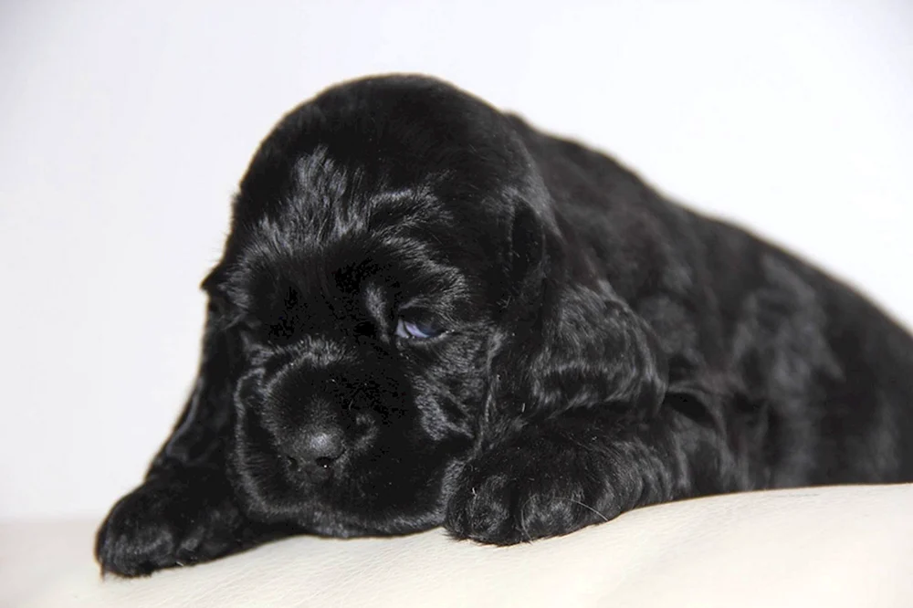 Amerikanischer Cocker spaniel schwarz Welpe