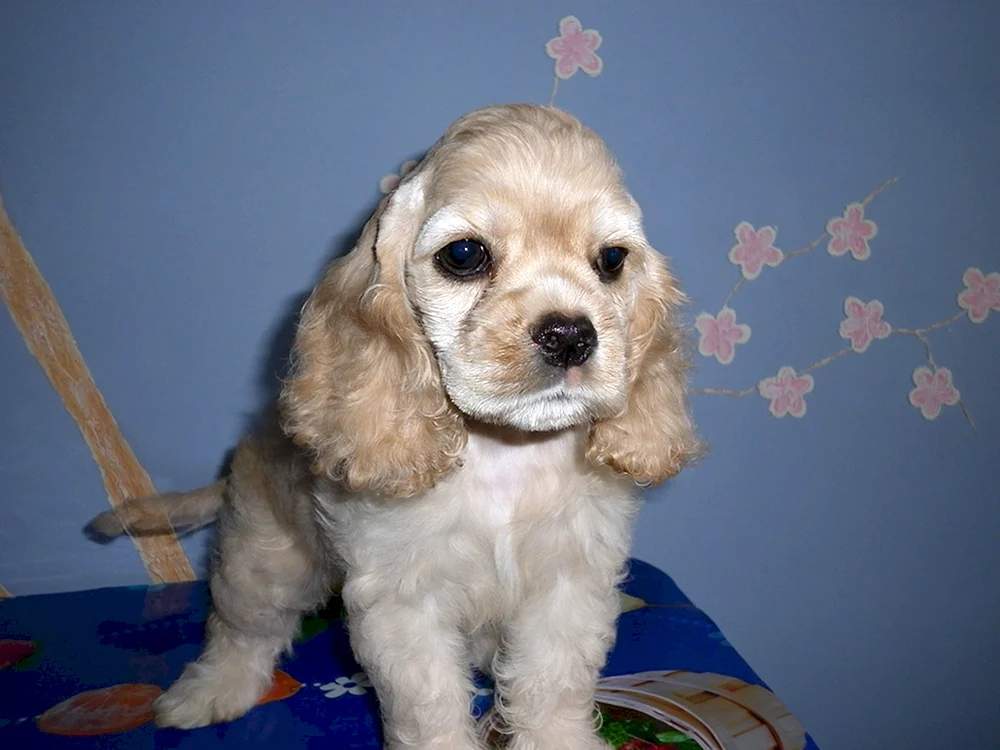 Cocker spaniel. spaniel