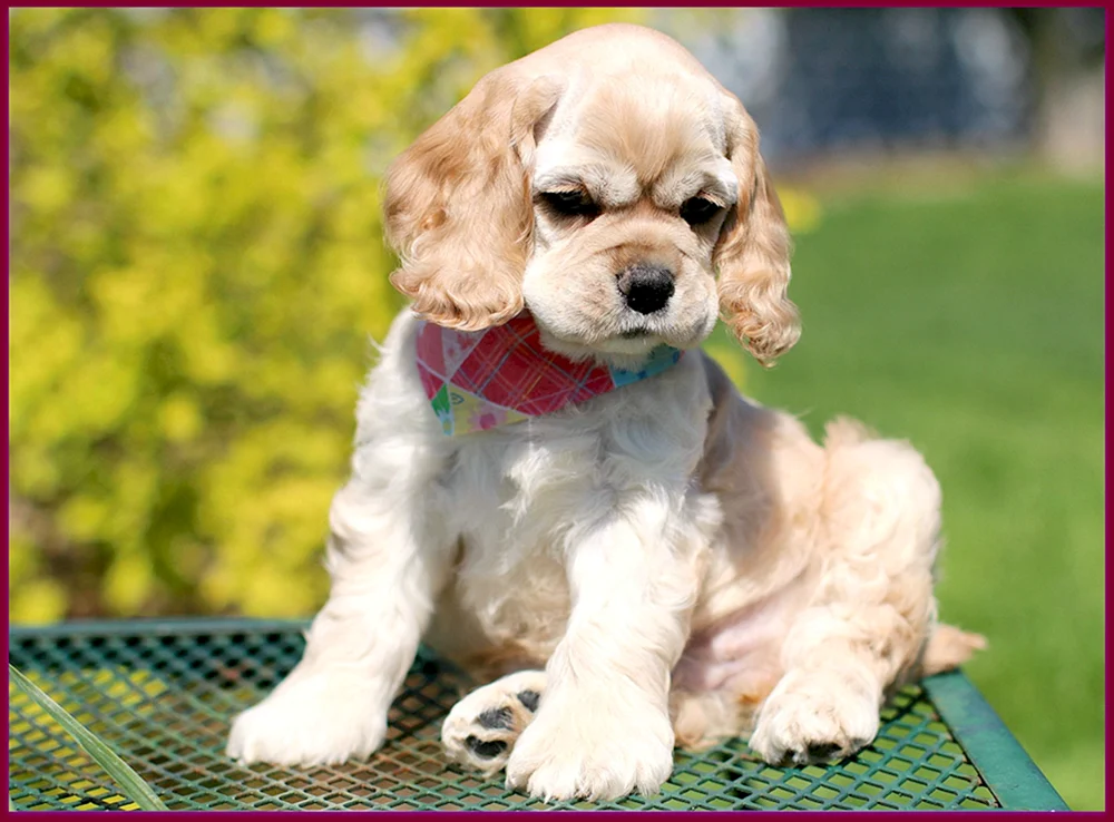 Amerikanischer Cocker spaniel mini