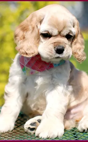 Amerikanischer Cocker Spaniel mini