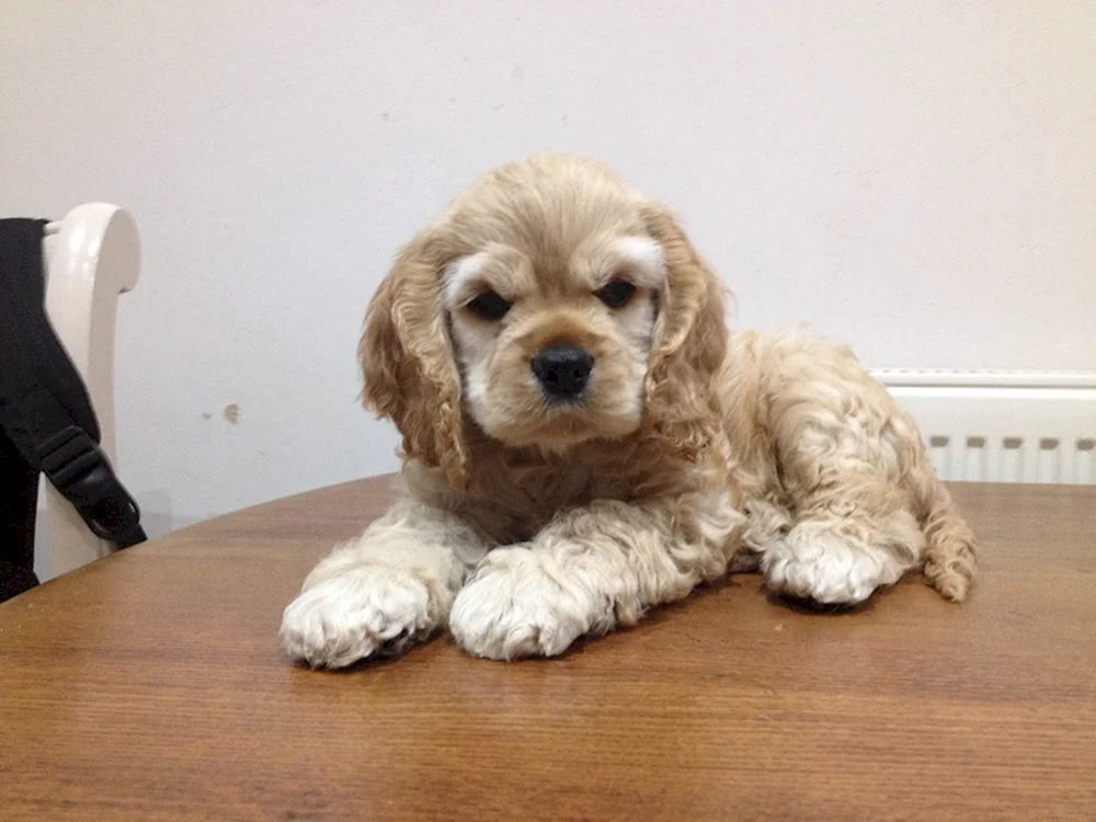 Amerikanischer Cocker spaniel mini