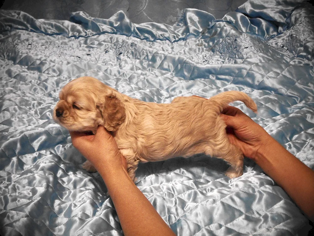 Amerikanischer Cocker spaniel