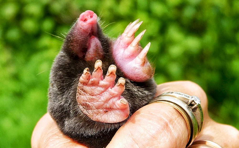 Amerikanischer Maulwurfsstargazer