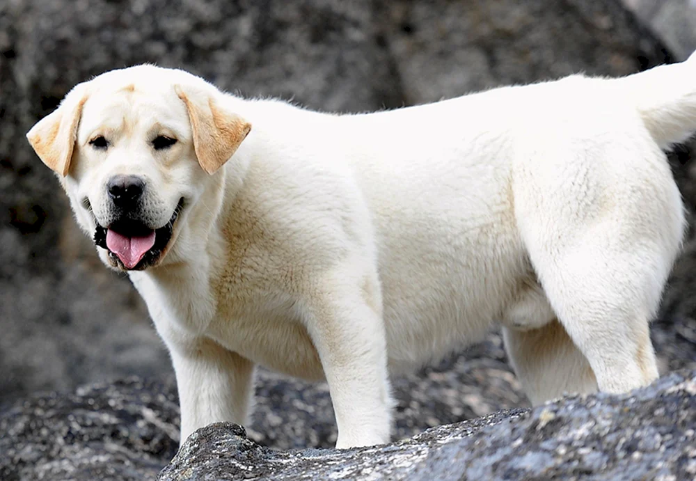Shaven Labradors