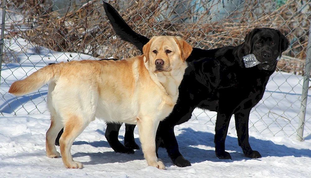 Labrador und Schäferhund-Mix
