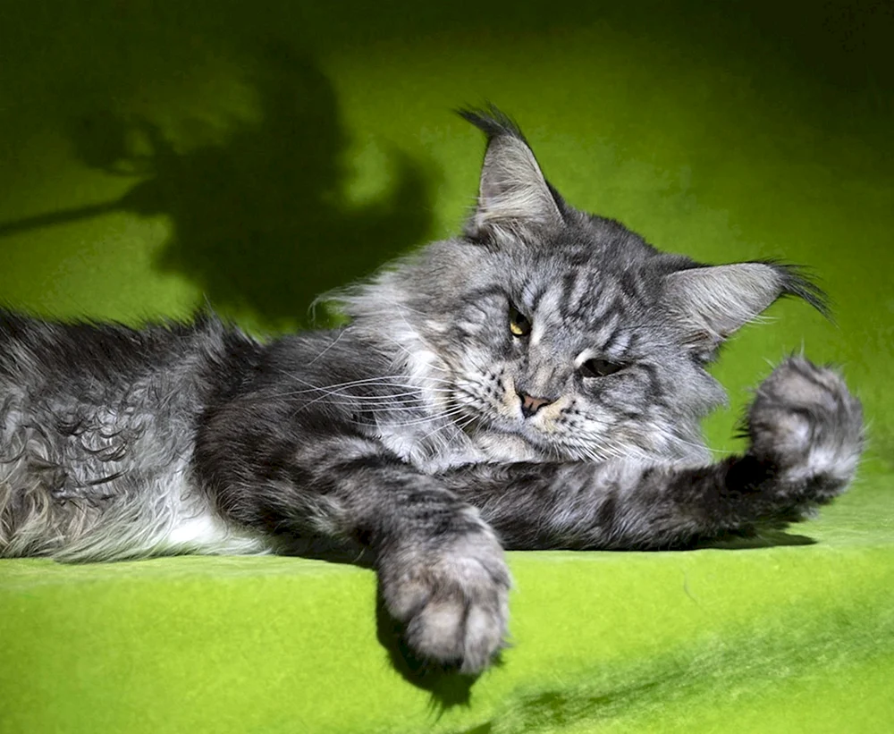 Amerikanische Maine Coon