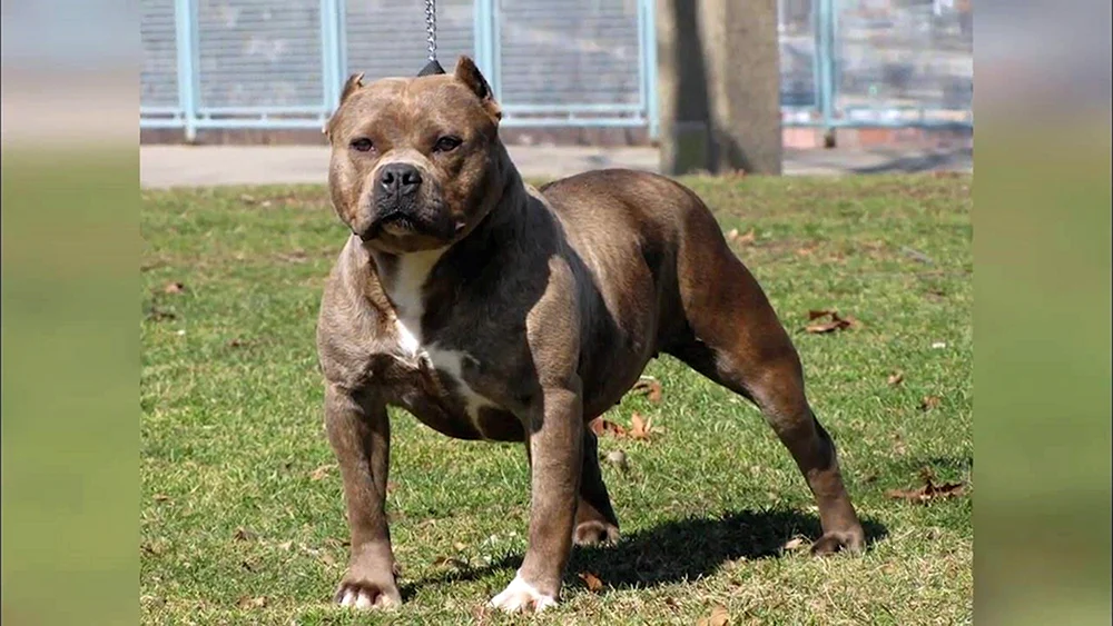 Amerikanischer Pit Bull Terrier