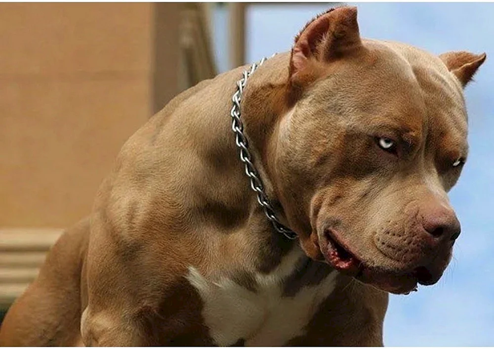 Amerikanischer Pitbull Terrier
