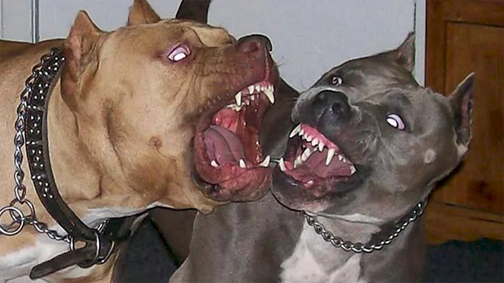 Amerikanischer Staffordshire Terrier. Amerikanischer Pitbull Terrier bösartig