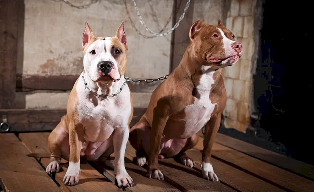 Kampfhunderasse Staffordshire Terrier