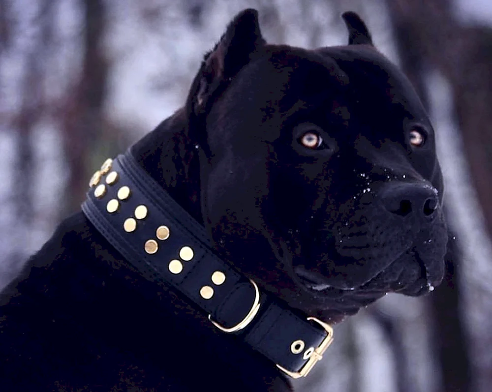 Amerikanischer Pitbull schwarz
