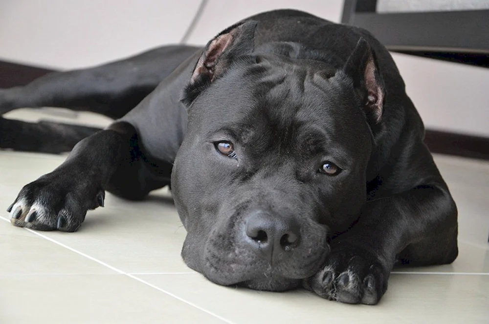 Amerikanischer Pitbull schwarz