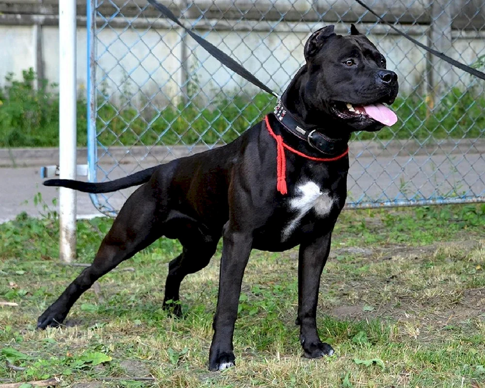 Amerikanischer Staffordshire Terrier Amerikanischer Pitbull schwarz