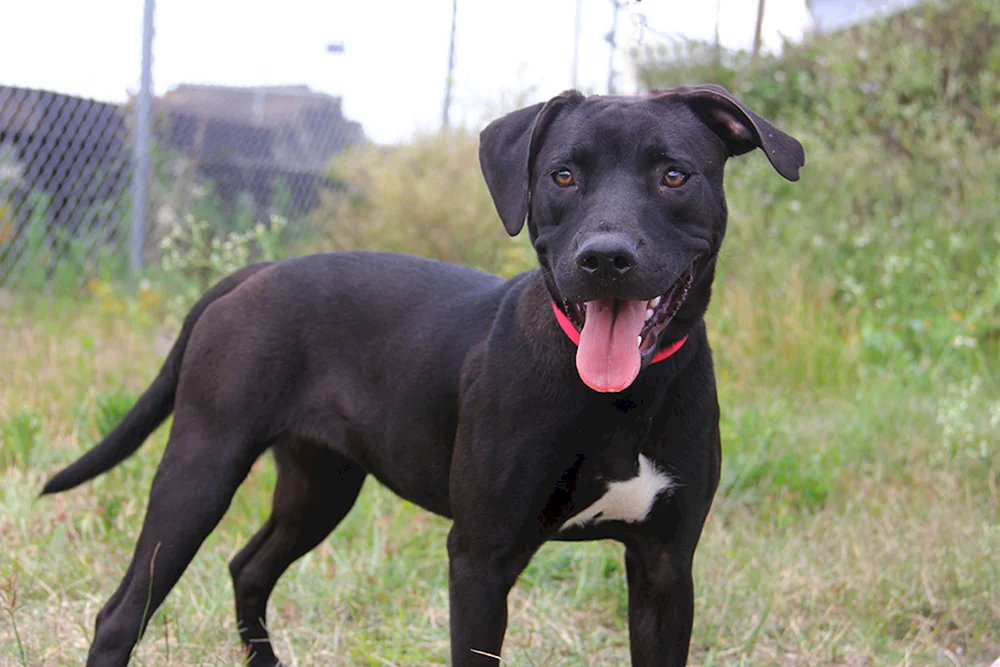 Amerikanischer Pitbull schwarz