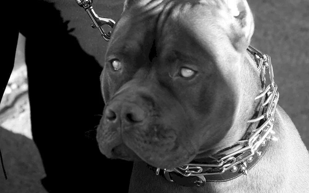 Amerikanischer Pit Bull schwarz