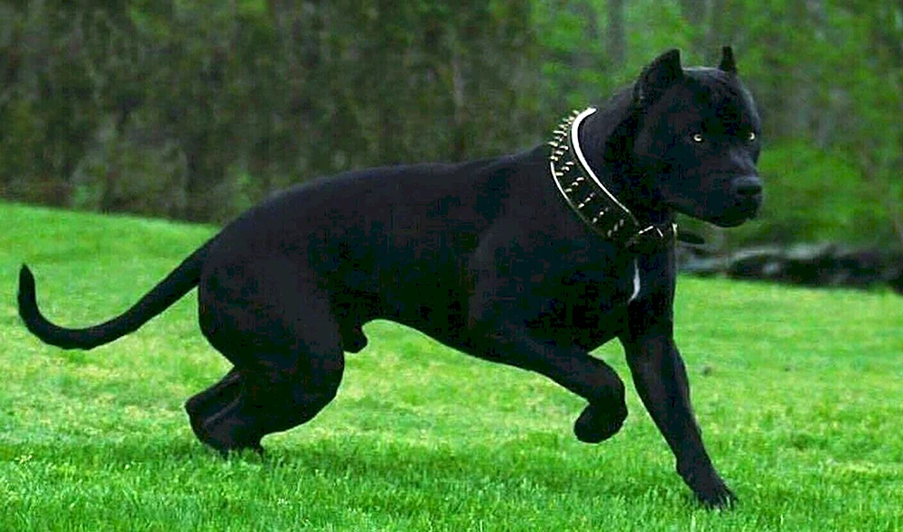 Amerikanischer Staffordshire Terrier Kampf