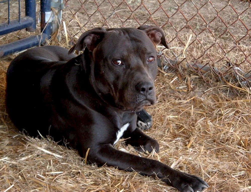 Staffordshire Terrier American Pitbull Terrier schwarz