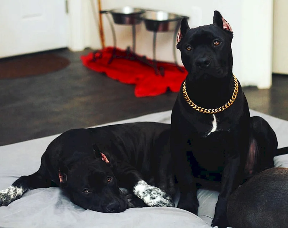 Staffordshire Terrier schwarz