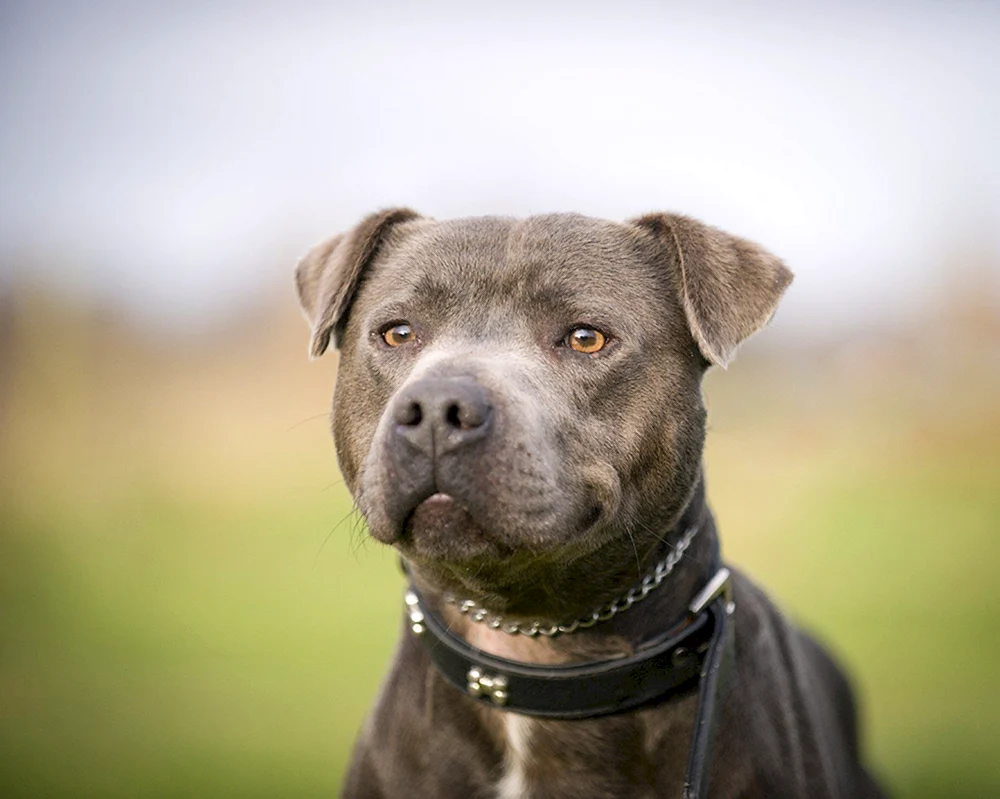 Amerikanischer Pitbull ungepaart