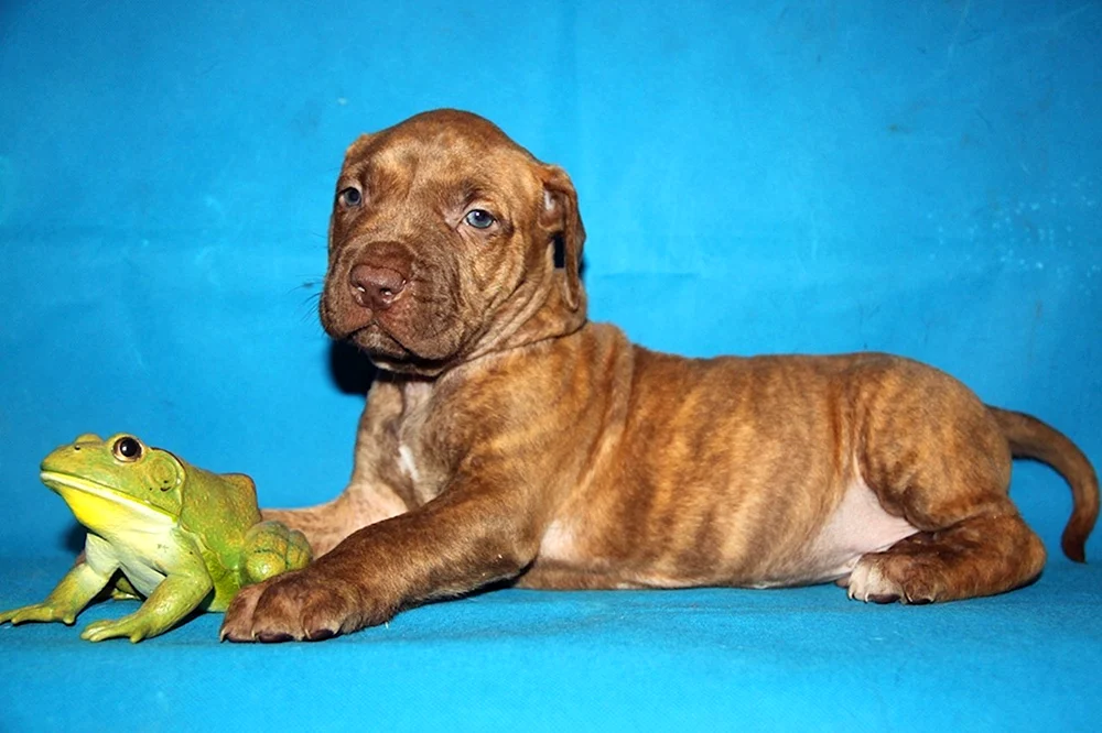 Staffordshire Terrier Bullie