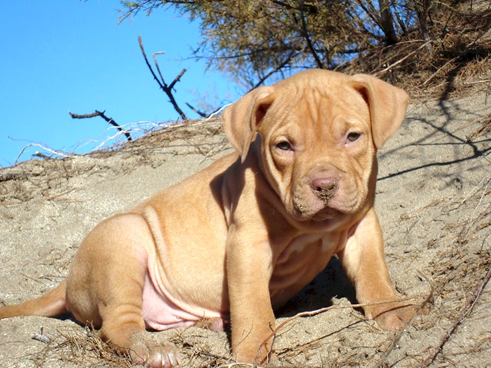 Amerikanischer Pitbull Welpe