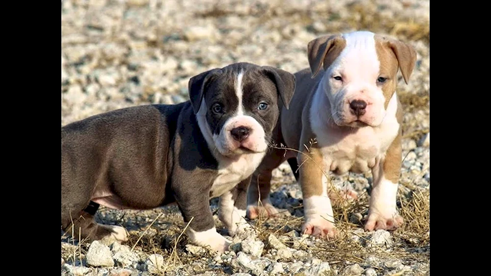 Amerikanischer Pitbull Welpe