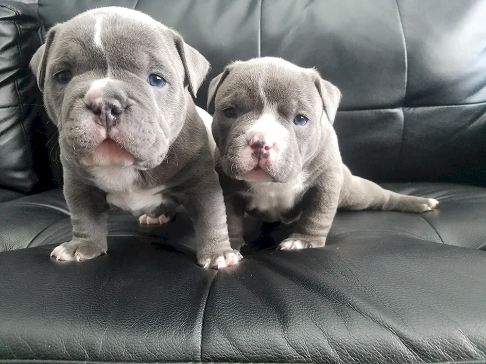Amerikanischer Pitbull Welpe