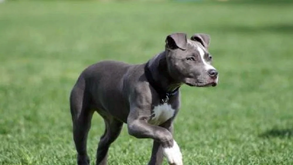 Pritter und Staffordshire Terrier