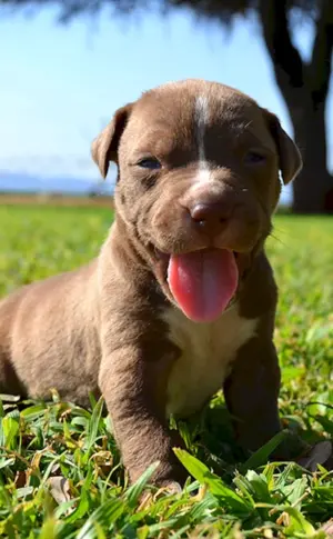 American Pit Bull Terrier