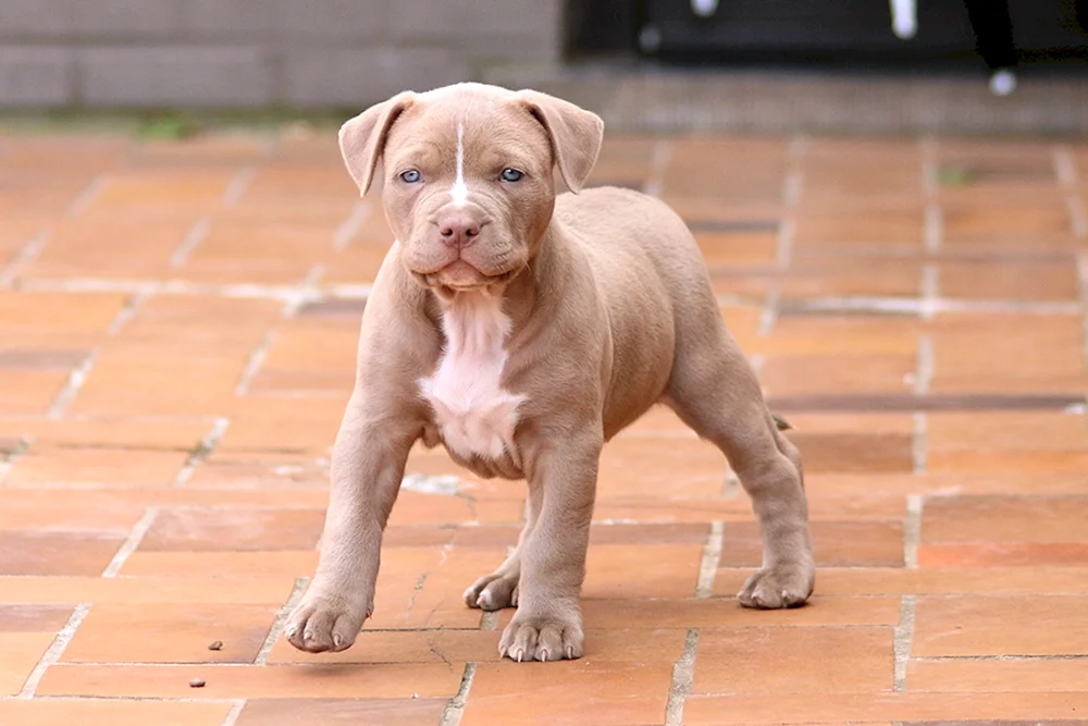 Amerikanischer Pit Bull Terrier