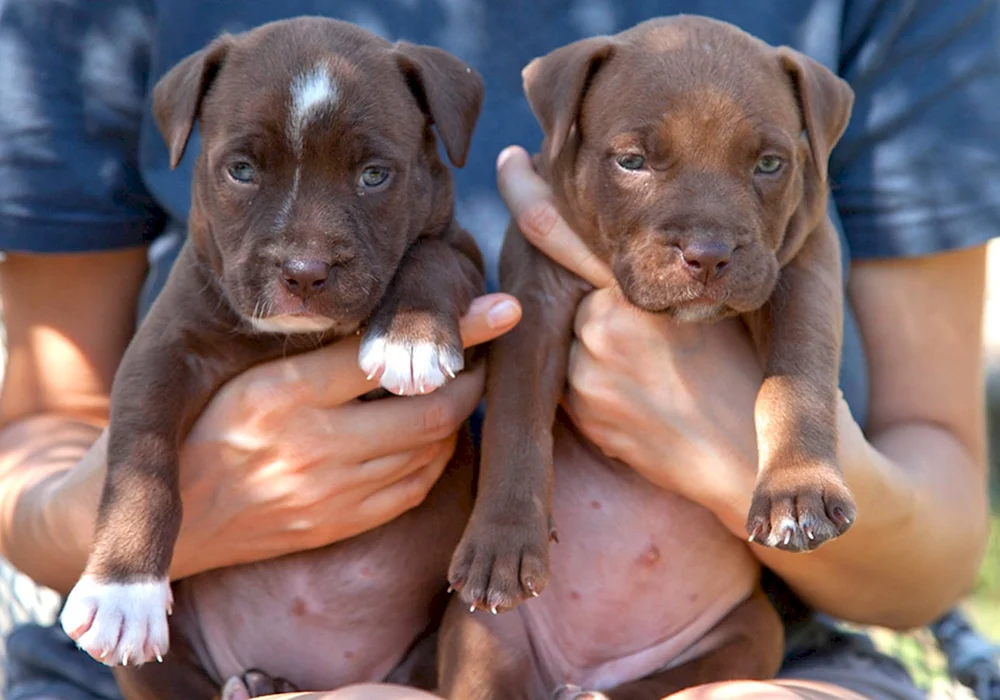 Amerikanischer Pitbull Terrier