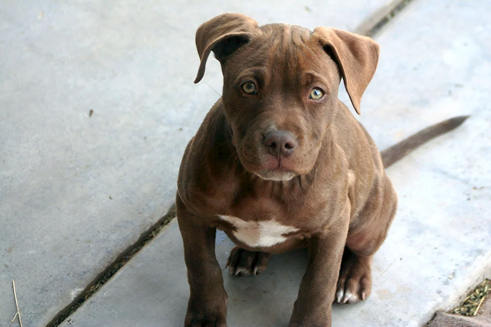 Amerikanische Pitbull Terrier Welpen