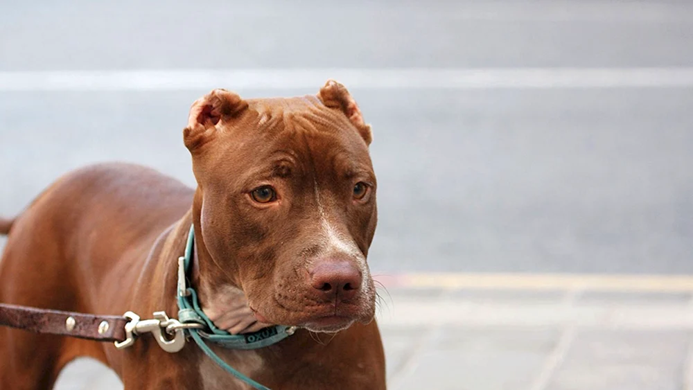 Amerikanischer Pit Bull Terrier